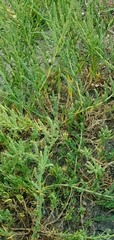 Suaeda calceoliformis