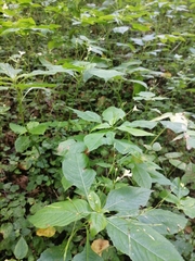 Impatiens parviflora