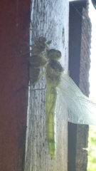 Orthetrum cancellatum