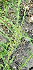 Suaeda calceoliformis