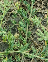 Suaeda calceoliformis