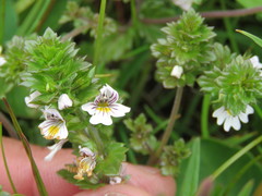 Euphrasia subarctica
