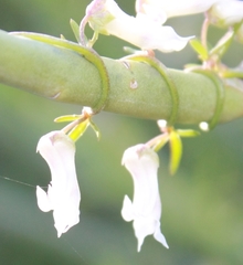 Cyphia digitata digitata