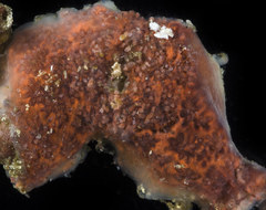 Distaplia occidentalis