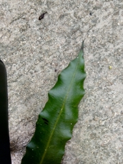 Salpichlaena volubilis