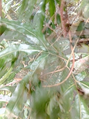 Salpichlaena volubilis