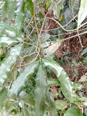 Salpichlaena volubilis
