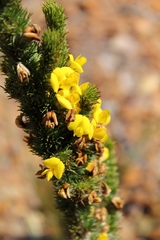 Aspalathus verbasciformis