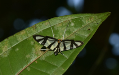 Conchylodes nolckenialis