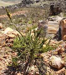 Aspalathus verbasciformis