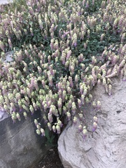 Origanum libanoticum
