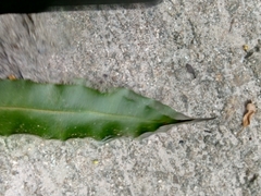 Salpichlaena volubilis