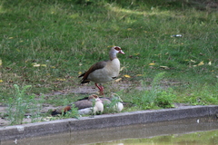 Alopochen aegyptiaca