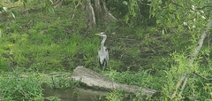 Ardea cinerea