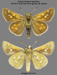 Hesperia assiniboia