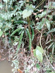 Salpichlaena volubilis