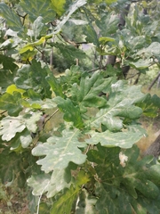 Quercus robur
