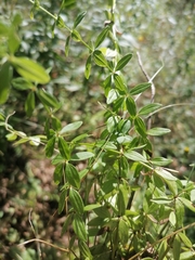Cruciata glabra
