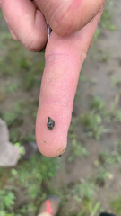 Potamopyrgus antipodarum