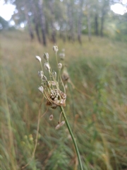 Allium oleraceum