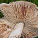Beefsteak Termite Mushroom - Photo no rights reserved, uploaded by Peter Warren