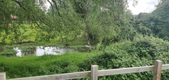 Ardea cinerea