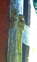 Orthetrum cancellatum