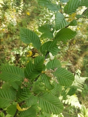 Carpinus betulus