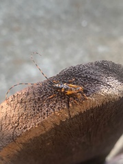 Martinsellus signatus