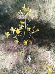 Hieracium umbellatum
