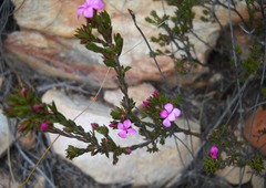 Acmadenia maculata