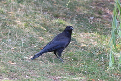 Corvus corone