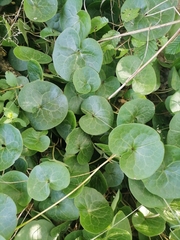 Asarum europaeum