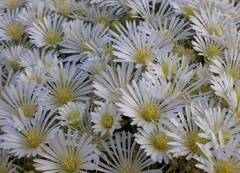 Drosanthemum framesii