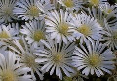 Drosanthemum framesii