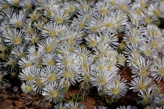 Drosanthemum framesii
