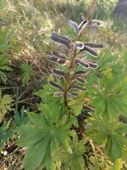 Lupinus polyphyllus