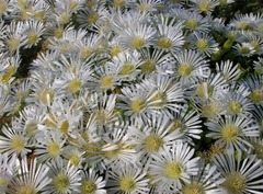 Drosanthemum framesii