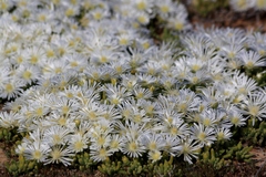 Drosanthemum framesii