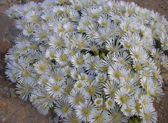 Drosanthemum framesii