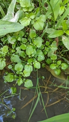 Nasturtium microphyllum