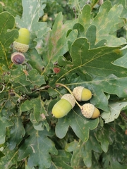 Quercus robur