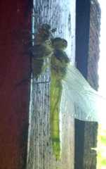 Orthetrum cancellatum