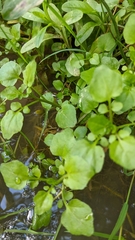 Nasturtium microphyllum