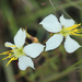 White Meadowbeauty - Photo (c) Philip Bouchard, some rights reserved (CC BY-NC-ND)