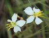 White Meadowbeauty - Photo (c) Philip Bouchard, some rights reserved (CC BY-NC-ND)