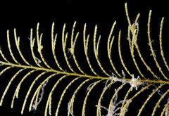 Sertularia cupressoides