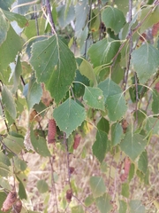 Betula pendula