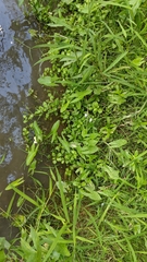 Nasturtium microphyllum