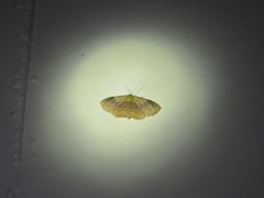 Leptostales ferruminaria